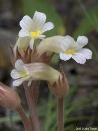Image result for Orobanche