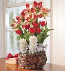 Amaryllis Tulip And Hyacinth Noel Gift Garden New For Holiday Flower Bulb Gifts Garden Bulbs Amaryllis