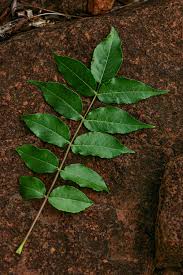 Image result for Kirkiaceae