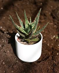 Image result for Aloe zebrina