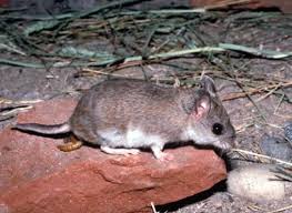 The sound is a high, sustained whistle which pierces the desert night. Grashupfermause Wikipedia