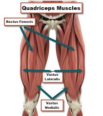 Our bones are held together by ligaments and the bones are moved by muscles. Anatomy Of Knee