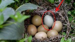 Ayam petelur merupakan jenis ayam betina yang mampu menghasilkan telur, yang memang sengaja dibudidaya untuk kemudian diambil telurnya. Temukan Telur Mirip Ayam Di Hutan Usai Menetas Lihat Apa Yang Keluar Itu Kan Tribun Travel