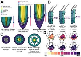 Image result for Parkeriaceae
