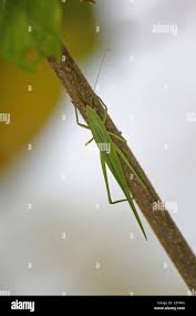 Image result for Ruspolia