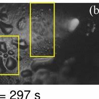 The study is one of the first scientists in the study have used lessons from nature to construct a new method for generating and directing water formed from condensation. Pdf Dew Condensation On Desert Beetle Skin