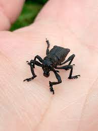 1 conoce todo sobre el caballito del diablo. Aegorhinus Vitulus Wikipedia La Enciclopedia Libre