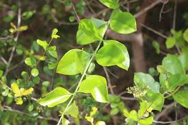 Image result for Azima