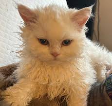 Selkirk Rex Adoption in Indiana: Selkirk Rex Kittens for Sale in Indiana