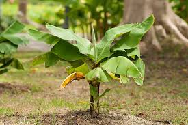 Rare seeds 100pcs banana seeds red dwarf tree bonsai fruit decor home gardening planting. How To Overwinter Banana Plants Gardener S Path