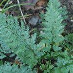 Image result for Asplenium rutifolium