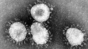 7 Jenis Virus Mematikan Di Dunia