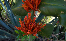 Image result for Phragmanthera usuiensis