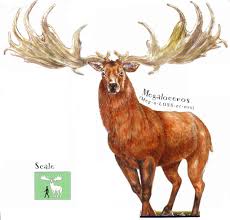 Image result for Megalastrum lanuginosum