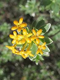 Image result for Gnidia