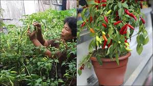 Cara menanam cabe rawit di gunung : 5 Langkah Praktis Menanam Cabai Di Pekarangan Rumah Bibitnya Pakai Biji Dari Cabai Busuk