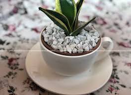 Many gardeners use this practice and swear by it. Dwarf Snake Plant In Ceramic Tea The Plant House Pokhara Facebook