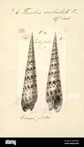 Image result for Triceratella drummondii