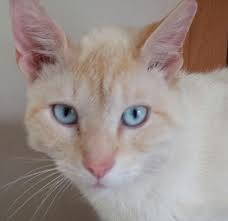 In 1948, british breeder nora archer, with help from other breeders, started working with the siamese breed to create flame points. Handsome Flame Point Siamese Mix For Sale In Greenback Tennessee Classified Americanlisted Com