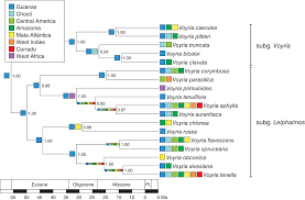 Image result for Schinziella tetragona