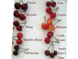 A cup of fresh cherries is a wonderful way to satisfy your sweet tooth. Health Benefits Of Cherries