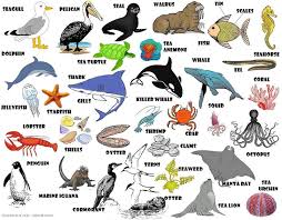 200 Nama Hewan Dalam Bahasa Inggris Dari A Z
