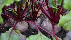 Image result for root-tail