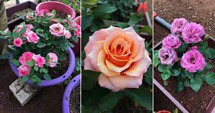 Mawar asli dapat berakar dengan mudah, lebih baik dari varietas cangkok. 6 Petua Bunga Ros Yang Ditanam Berbunga Lebat Salah Satu Guna Kulit Telur Vanilla Kismis