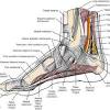 Ligaments the ankle joint is bound by the strong deltoid ligament and three lateral ligaments: Https Encrypted Tbn0 Gstatic Com Images Q Tbn And9gcttdwseiv5msp8qxzpxjhijwztpcldeyvv5fhnvjdpwz1hestj6 Usqp Cau