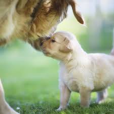 Convivencia Entre Un Nuevo Cachorro Y Un Perro Adulto
