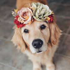 Pin On Hunde Liebe