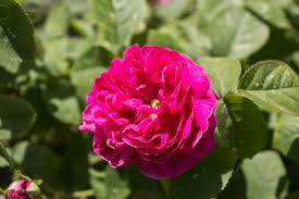 This rose is called 'line renaud' in france and 'sweet parfum de provence in the uk, registered as 'meiclusif'.it has received the prestigious adr label. Rosa De Rescht Wikipedia