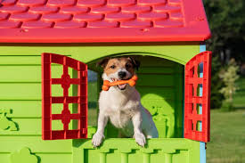 We have affordable dog boarding for your pup and an active environment. Pet Sitting Vs Boarding Cost In Connecticut Rco Pet Care