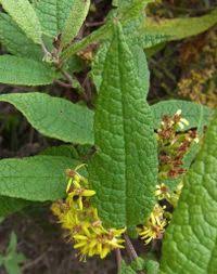 Image result for Solanecio mannii