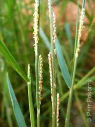 Image result for Paspalidium geminatum