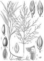 Image result for Acroceras