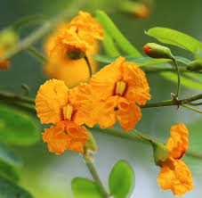 Image result for Tipuana