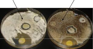 Image result for Schizozygia coffaeoides