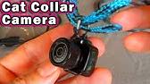 Anyone that has had one knows exactly what i'm talking about. Cat Collar Video Camera Y2000 Mini Cam Kitten Video Pet Dog Spy Gopro Y3000 Review Youtube