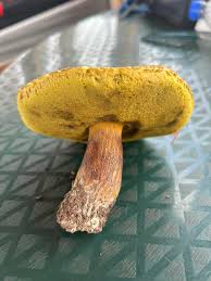 Image result for Xerocomellus diffractus