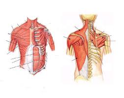 They produce the characteristic shape of the shoulder, and can be divided into two groups: Torso Muscles Quiz