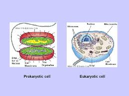 Maybe you would like to learn more about one of these? Notes On The Cell Prokaryotic Vs Eukaryotic Prokaryotic