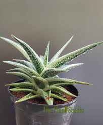 Image result for Corallocarpus bainesii