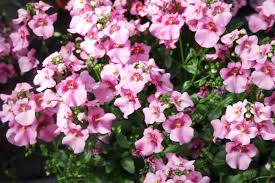 Image result for ostruhatka