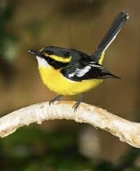 Pin On Flycatchers Ii