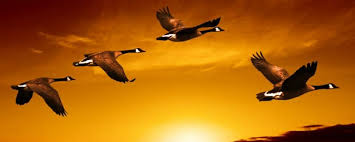 Birds Fly South For The Winter Canadian Geese Flying South Flying Geese Canadian Goose Goose