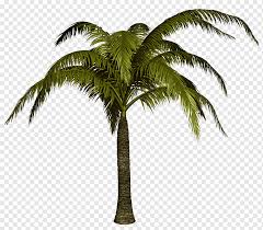 Coconut Tree Drawing Palm Trees Asian Palmyra Palm Dypsis Decaryi Babassu Canary Island Date Palm Plant Woody Plant Palm Trees Drawing Asian Palmyra Palm Png Pngwing