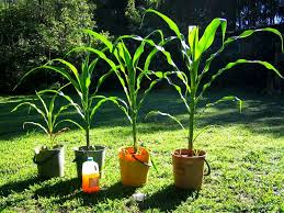 L Urine Au Jardin En 2020 Engrais Naturel Engrais Jardins