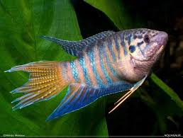 Paradise Fish Good Alternative To Betta Unheated Tank Aquarium Fish Pet Fish Betta Fish