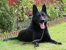 Black German Shepherd Puppies For Sale Uk Zoe Fans Blog Black German Shepherd German Shepherd Puppies Black German Shepherd Puppies
